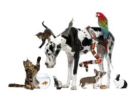 لغات مربوط به pets